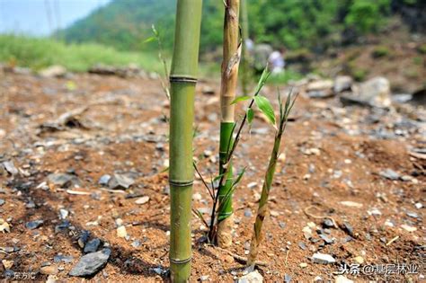 竹子好種嗎|竹子種植技巧——簡單易學的移竹種植方法